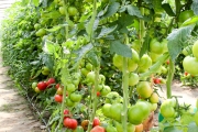 Pomidory malinowe w ofercie firmy Hazera to m.in. Kwintella F1 (odmiana wczesna, owoc lekko żebrowany, o masie do 250 g, o doskonałym smaku, bez zielonej piętki, mało wrażliwy na suchą zgniliznę wierzchołkową)