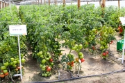 Uprawa standardowych odmian pomidora do tuneli foliowych znanych pod symbolami VP1 F1, VP2 F1, HTP11 F1