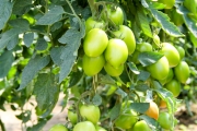 Reva F1 to pomidor śliwkokształtny o masie 120-140 g, do uprawy na długie i krótkie cykle
