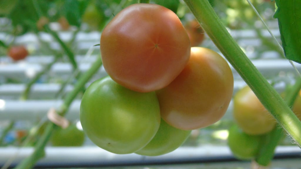 Ceny pomidorów malinowych znacząco spadają… [27.03.2023]