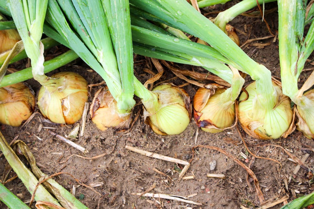 Uwaga na fałszywe nasiona cebuli Centro