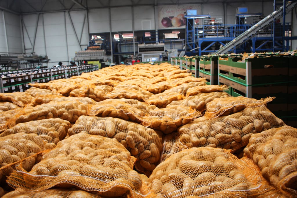 Rośnie import ziemniaków do Rosji
