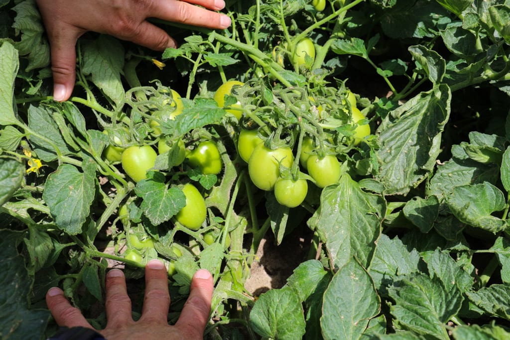 Agro Akademia BASF na pomidorowych polach