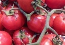 Kłopoty Armenii ze skośnikiem pomidorowym