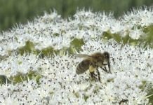 Syngenta tworzy siedliska dla pszczół