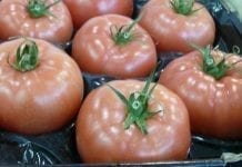 Ile pomidorów z Maroka trafi do UE?