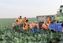 Brak pracowników sezonowych skutkuje marnotrawstwem żywności