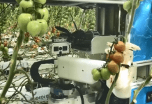 Skonstruowano robota do zbioru pomidorów