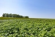 Fytoftoroza niszczy plantacje ziemniaków w Mołdawii