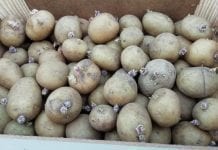 Powstrzymuje wzrost kiełków ziemniaka