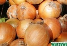 UK: znaczne obniżenie plonu cebuli
