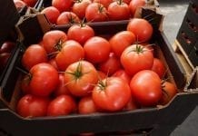 Krajowe pomidory na finiszu