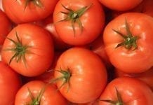 Szkolenie pomidorowo-ogórkowe w Tłokini Kościelnej