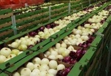Unia Owocowa – Grupy producentów oraz dystrybutorzy owoców i warzyw apelują o pomoc!