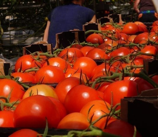 Wysokie koszty produkcji pomidorów to niemała przeszkoda… Jednak czy dla wszystkich?
