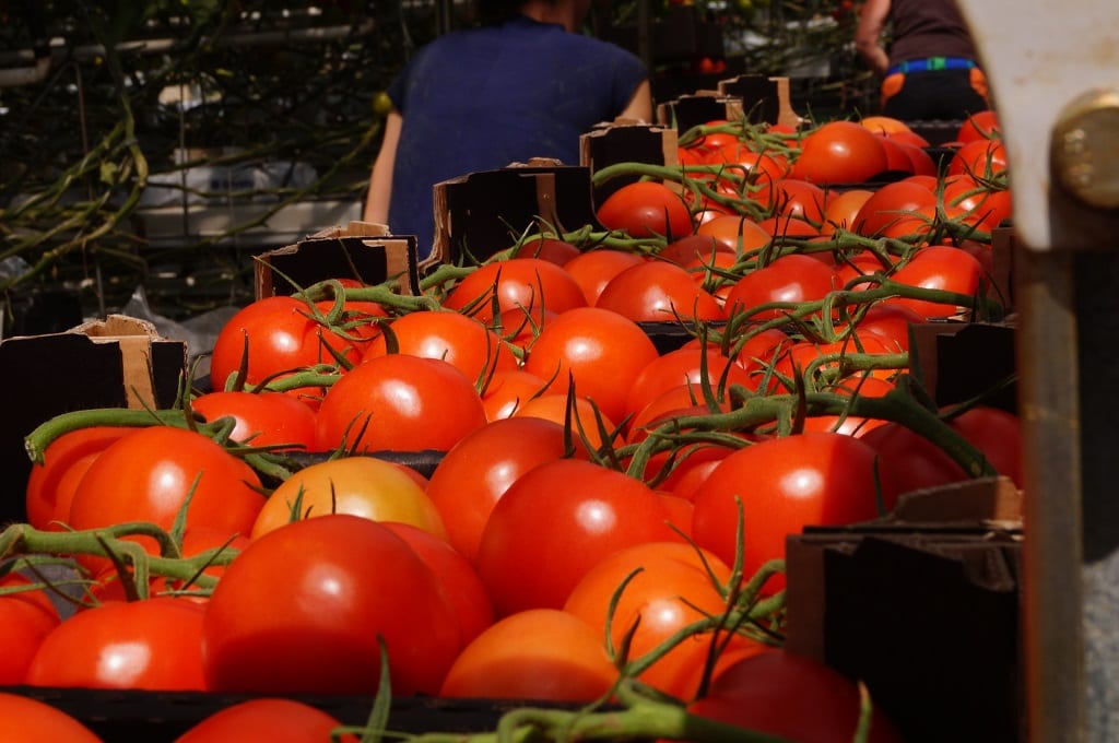 Wysokie koszty produkcji pomidorów to niemała przeszkoda… Jednak czy dla wszystkich?