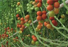 Wzloty i upadki pomidorów. Przegląd rynku światowego