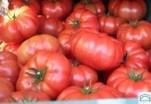 Nowe odmiany pomidorów malinowych w praktyce