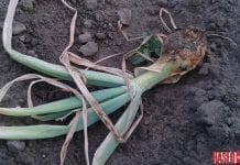 Nicienie zagrażające uprawom cebuli i czosnku