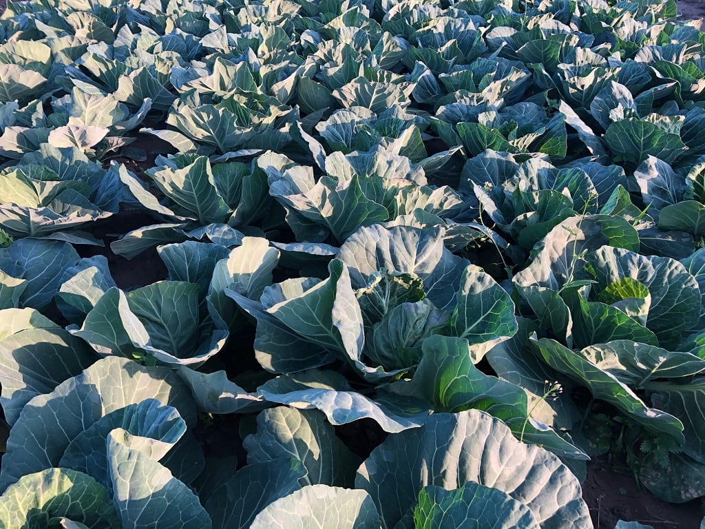 Warzywa kapustne – komunikat warzywniczy Procam z 14 maja 2020