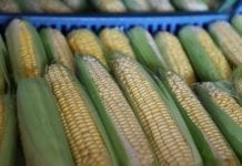 Chiny zwracają się ku warzywom GMO