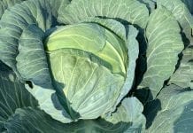 Warzywa kapustne – zero pozostałości w czasie zbiorów
