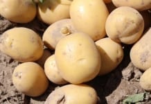 Plony ziemniaków wg nowych szacunków NEPG wyniosą ok. 27 mln ton