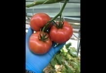 Nowy pomidor malinowy na polskim rynku