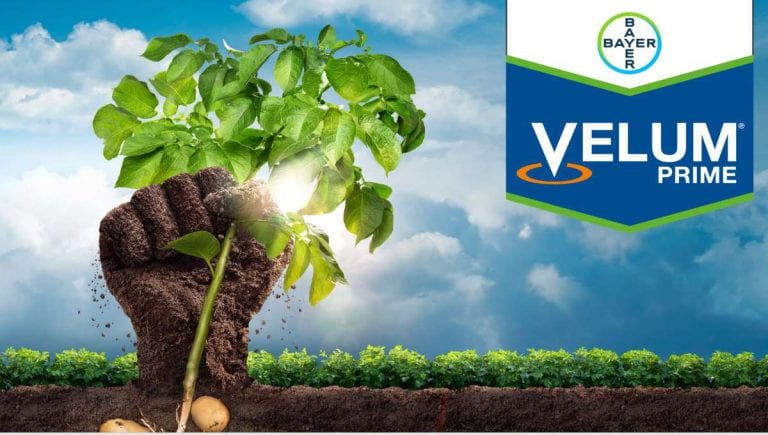 Velum Prime nowy nematocyd do stosowania w ziemniakach i uprawach warzyw korzeniowych