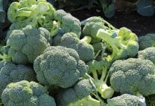 brokuły - uprawa