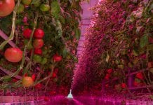 Pierwsze w Polsce wielkopowierzchniowe oświetlenie w systemie FULL LED w uprawie pomidora malinowego