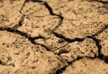Lipcowa susza zbiera żniwa na ponad 50% terenów Europy
