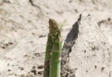 Produkcja zielonych szparagów w Hiszpanii spada o 30%