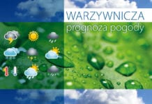Przed nami załamanie pogody – Warzywnicza Prognoza Pogody z 12.10.2020
