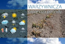 Noc z 20 na 21 maja będzie chłodna – z przymrozkami – Warzywnicza prognoza pogody z 20.05.2020