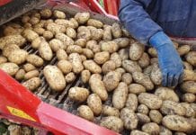 NEPG: Nasadzenia ziemniaków w sezonie 2021 będą o ok. 15% mniejsze