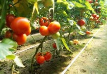 Pomidor i sałaty pod osłonami cz. 1. – zapis z Webinarium (11.01.2022)