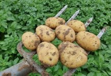 Uprawa wczesnych ziemniaków