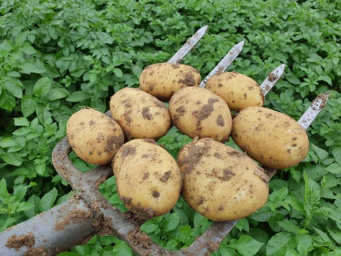 Uprawa wczesnych ziemniaków