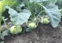 Uprawa wczesnych warzyw w gospodarstwie Wójcików