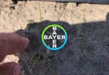 Trudna sytuacja na plantacjach cebuli – Komunikat warzywniczy Bayer