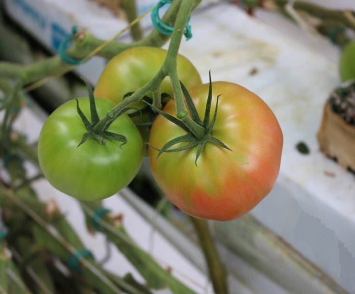pomidor szklarniowy