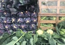 Rybitwy – notowania cenowe warzyw – 14 lipca