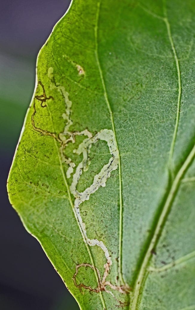Mina na górnej stronie liścia papryki 