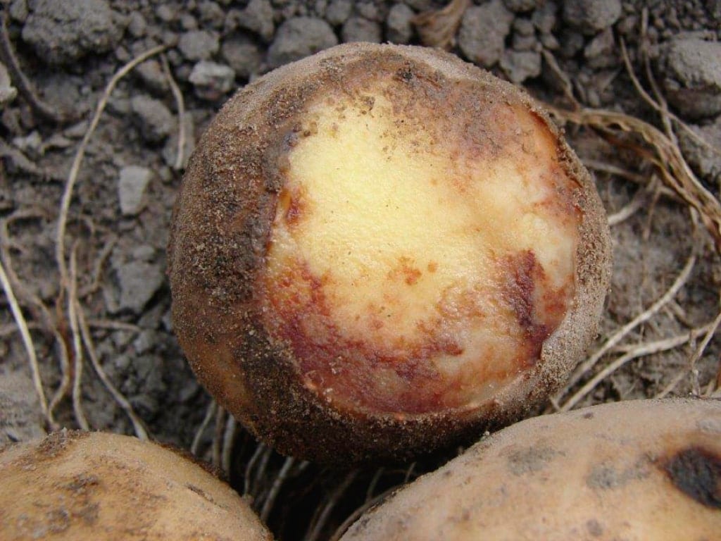 Objawy zarazy na bulwach ziemniaka