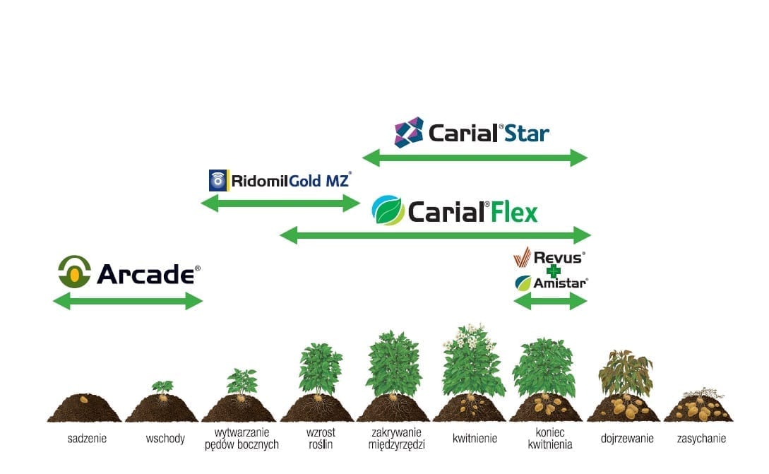 Carial Star - Carial Flex - wykres