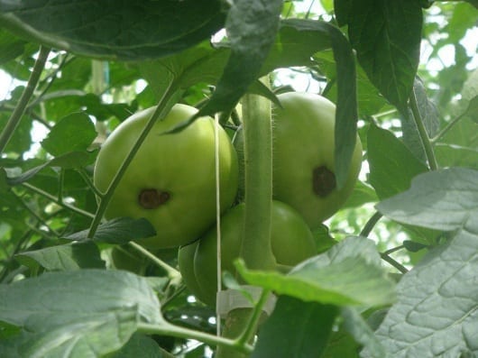 Typowe objawy suchej zgnilizny wierzchołków owoców pomidorów