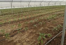 Ocena plantacji warzyw po przymrozkach [VIDEO]