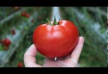 Nowe odmiany pomidorów mięsistych – WIDEO
