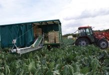 Zestaw do zbioru warzyw – platforma z przenośnikiem z firmy Łuczak Maszyny Rolnicze